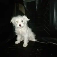 حیوان خانگی