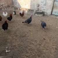 بره نر قوچی و بوقلمون|حیوانات مزرعه|بیرجند, |دیوار