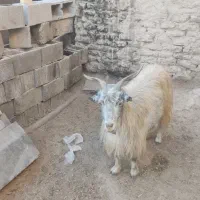 میش و بز و کهره