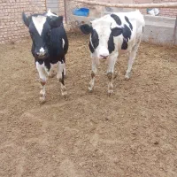 گوساله هولشتاین