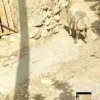قوچ مغانی دودندان