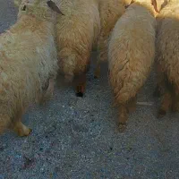 ۱۲ راس شیشک سنجابی