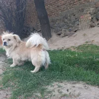 سگ پاکوتاه نر