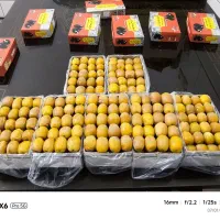 خرما هلیله،بزمانی ( برای ماه رمضان)|خوردنی و آشامیدنی|کرمان, |دیوار