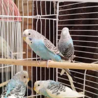 دو جفت مرغ عشق جوان|پرنده|بروجرد, |دیوار