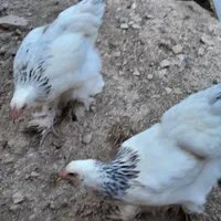 چهار عدد مرغ جوان برهما دم تخم