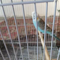 دو عدد مرغ عشق|پرنده|کوهدشت, |دیوار