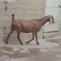 بز نجدی سه قلو زا