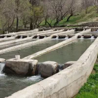 ماهی  پاک شده  تحویل درب منزل