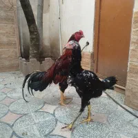 خروس لاری اصیل|حیوانات مزرعه|رشت, کوی قدس|دیوار