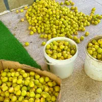 باغ برای ساخت ، نقد و اقساط|فروش زمین و ملک کلنگی|قم, سالاریه|دیوار