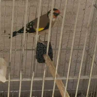 سهره جوجه قفس