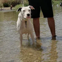 داگو ارژانتینو ماده|سگ|مرودشت, رامجرد یک|دیوار