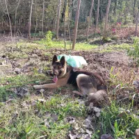 ژرمن|سگ|لاهیجان, آهندان|دیوار