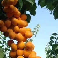 تولید و فروش نهال زردآلو انبه ای