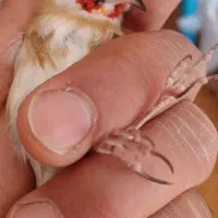 سهره چونه سفید|پرنده|ابهر, |دیوار