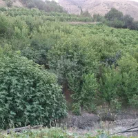 باغ-ثمردار