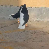 ی جفت راست سیاه با مغلف