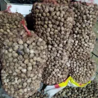 گردو لرستان  الشتر|خوردنی و آشامیدنی|قم, سالاریه|دیوار