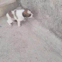 ۲تا سگ