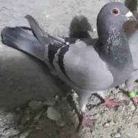 مسافتی گرفتنی
