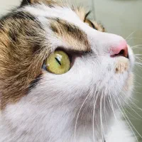 گربه گمشده|حیوانات|مرند, |دیوار