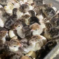 بوقلمون بیوتی۶ برنز انگلیسی