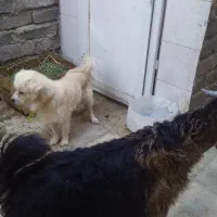 سگ پاپی خونگی