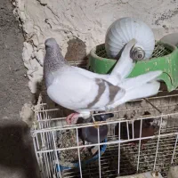 کاغذی دم سفید ماده