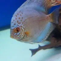 ماهی پوزه خرگوشی و دیسکس ۳ اینچ