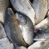 ماهی کپور و قزل آلا درجه 1