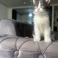 گربه با وسایل فقط ۴