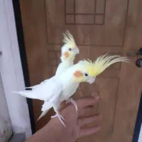 عروس هلندی مولد