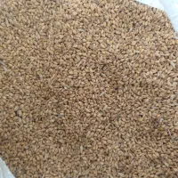 قیمت 62