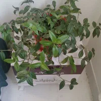 گلهای آپارتمانی|گل و گیاه طبیعی|ساوه, |دیوار