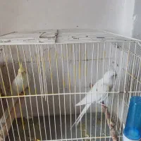 جفت عروس هلندی