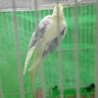 عروس هلندی نر دوکت زعفرانی بالغ