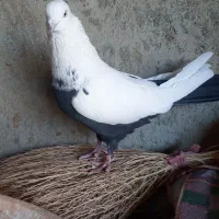 کبوتر سینه دمسیاه