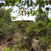 فروش باغ کاربری خانه ، کارکاه ، ویلا ، سوله