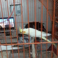 یک جفت طوطی عروس لوتینو مولد