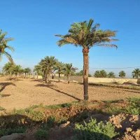 فروش زمین کشاورزی مناسب جهت احداث باغچه و باغ|فروش زمین و ملک کلنگی|سوسنگرد, |دیوار