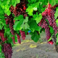 بدون واسطه نهال خرید کن|حراج|خنداب, |دیوار