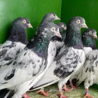 پاکستانی اورجینال