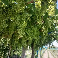 هرس سبز اصولی