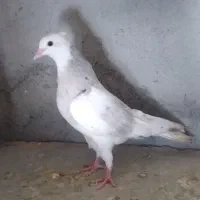 طوقی.سینه