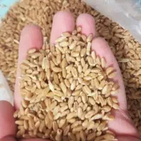 گندم دیم