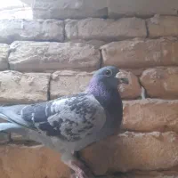 پولکی نر نژاد جانسون|پرنده|رشتخوار, |دیوار