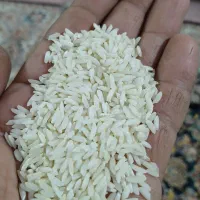 برنج محلی دورود لرستان