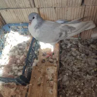 ساده ابری