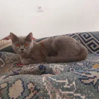 گربه اسکاتیش